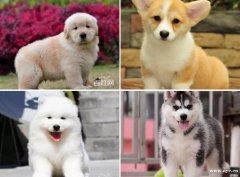 本地实体狗场 直销各种血统名犬 可上门参观挑选