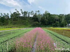 十一国庆深圳龙岗去哪玩龙岗周边有好的农家乐吗