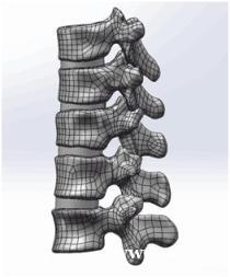 数字医学有限元分析培训包会 数字医学有限元分析培训包会