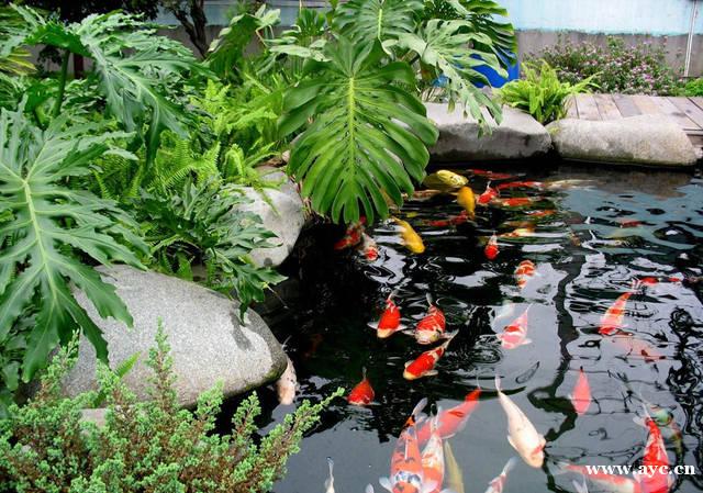庭院鱼池过滤,其实也可以很简单 庭院鱼池过滤,其实也可以很简单