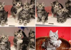 广州美短幼猫价格 哪里卖纯种美短猫 美短图片