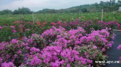 深圳农家乐适合公司拓展的农家乐