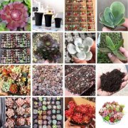 多肉植物盆栽肉肉紫色萌可爱肉肉拼盘组合