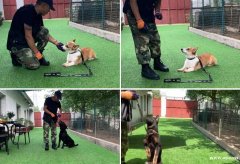 广州专业工作犬，宠物狗训练，寄养学校