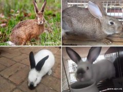广州大型肉兔养殖场，比利时*新西兰兔伊拉肉兔