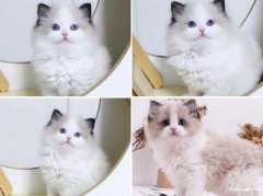 广州专门繁殖布偶猫的猫舍█布偶猫猫舍地址电话