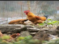 深圳周边必去的农家乐以及攻略，野炊烧烤聚会+公司团建活动