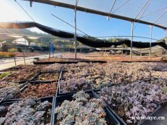 深圳周边小编推荐非常不错的农家乐九龙生态园