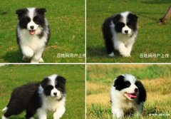 广州本地犬舍出售纯种边境牧羊犬幼犬 边境牧羊犬多少钱一只 图
