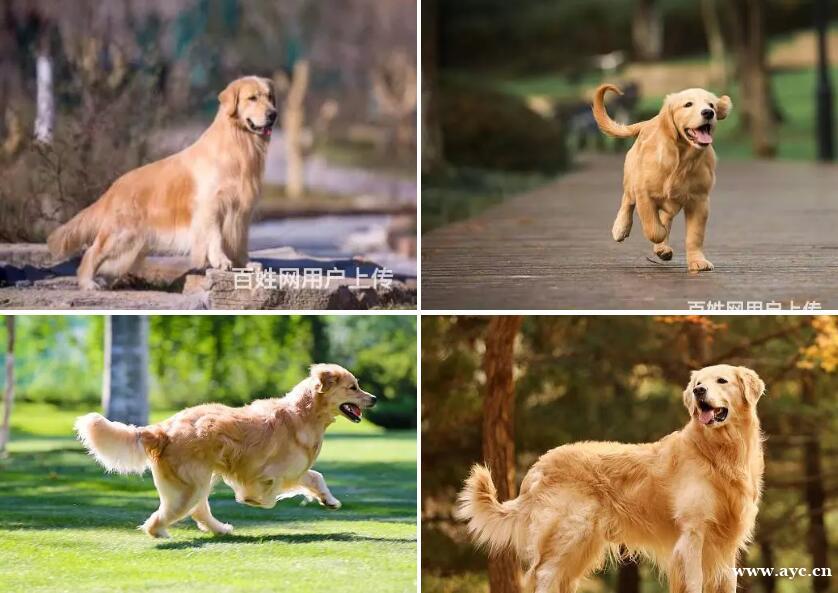 广州赛级金毛 双血统金毛 大头宽嘴巴金毛保纯种健康 广州赛级金毛 双血统金毛 大头宽嘴巴金毛保纯种健康