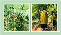 武昌采摘集体出行有哪些？那个基地纯有机心动吧