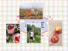 请相互告知，东西湖采摘基地哪里好乐农景区果香四溢