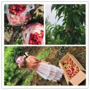 请相互告知，东西湖采摘基地哪里好乐农景区果香四溢