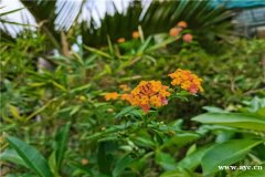 深圳农家乐田中园生态园你身边的聚会专家