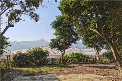 深圳团建好去处田中园野炊烧烤拓展农家乐