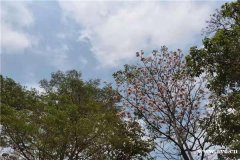 深圳野炊烧烤好去处田中园农家乐深圳团建拓展的地方