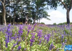 东莞松山湖特色农庄休闲一日游