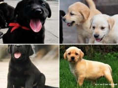 广州知名养殖基地常年出售 拉布拉多幼犬 签协议可上门挑选