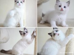 广州哪里有卖布偶猫_布偶猫多少钱_布偶猫猫舍地址