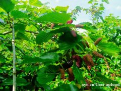 惠州公司团建拓展野炊一日游：果盛生态园攻略