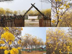 佛山杨和1小时车程内团建烧烤旅游专家推荐