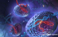 分析输卵管囊肿对IVF的影响-美国试管婴儿的两种助孕方案