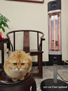 伟而特红外供暖：宠物家庭的温暖守护者