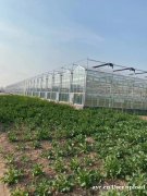 玻璃温室大棚 厂家直销 质量保障 智博农业科技
