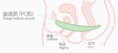产后盆底肌恢复指南：科学锻炼，重拾健康