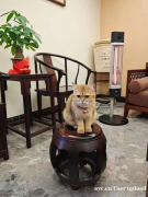 养宠星人必看｜一台伟而特红外取暖器，承包全年温暖与安心