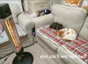 养宠家庭,冬季取暖设备有哪些安全隐患?如何做到“人宠共暖”又 养宠家庭,冬季取暖设备有哪些安全隐患?如何做到“人宠共暖”又