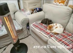 养宠家庭,冬季取暖设备有哪些安全隐患?如何做到“人宠共暖”又 养宠家庭,冬季取暖设备有哪些安全隐患?如何做到“人宠共暖”又