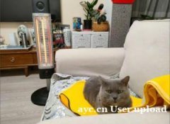 养宠家庭,冬季取暖设备有哪些安全隐患?如何做到“人宠共暖”又 养宠家庭,冬季取暖设备有哪些安全隐患?如何做到“人宠共暖”又