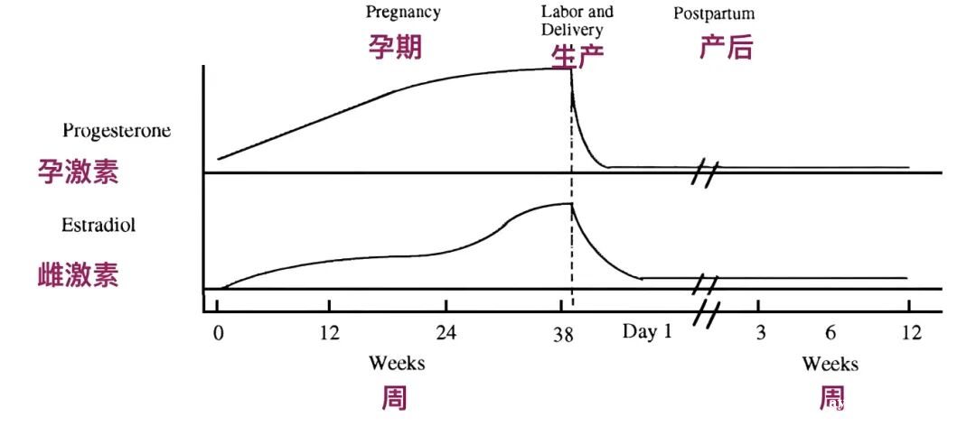 产后通关新难题:激素波动下,如何守护盆底肌力? 产后通关新难题:激素波动下,如何守护盆底肌力?