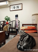 养宠家庭注意！别让你家毛孩子再烤出“皮肤病”，这款取暖器0风