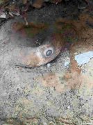 深圳自来水管网探漏，给水管漏水检测安装维修