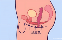 久坐暗藏健康隐患，男性盆底肌同样需要悉心养护